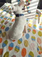 Uno , a male French Bulldog for sale in Bakersfield, CA – 3 of 3