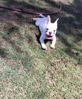 Uno , a male French Bulldog for sale in Bakersfield, CA – 5 of 10