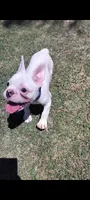 Uno , a male French Bulldog for sale in Bakersfield, CA – 2 of 10