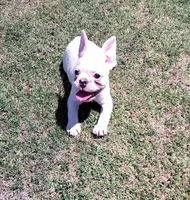 Uno , a male French Bulldog for sale in Bakersfield, CA – 7 of 10