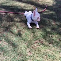 Uno , a male French Bulldog for sale in Bakersfield, CA – 4 of 10