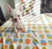 Uno , a male French Bulldog for sale in Bakersfield, CA – 1 of 3