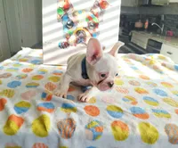 Uno , a male French Bulldog for sale in Bakersfield, CA – 2 of 3