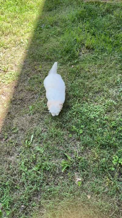 Teddy, a male Maltipoo for sale in Manassas Park, VA – 4 of 4