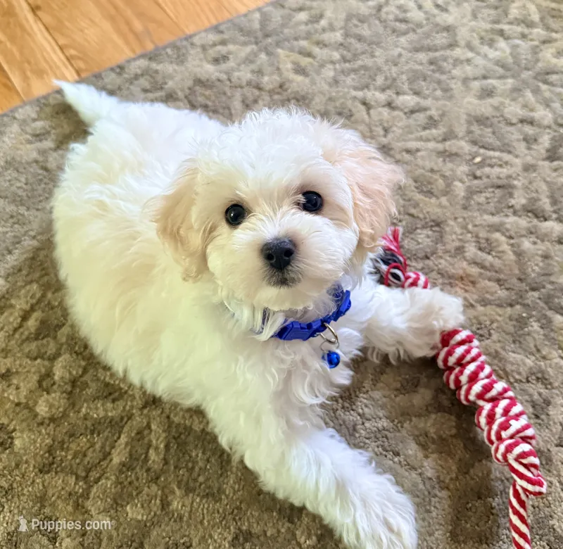 Teddy – Maltipoo puppy for sale in Manassas Park, VA