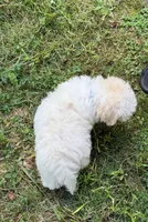 Teddy, a male Maltipoo for sale in Manassas Park, VA – 3 of 4
