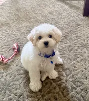 Teddy, a male Maltipoo for sale in Manassas Park, VA – 2 of 4