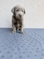 Yellow (Silver), a male Labrador Retriever for sale in Congress, AZ – Photo 1 of 2