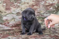 Purple, a female Labrador Retriever for sale in Congress, AZ – Photo 2 of 2