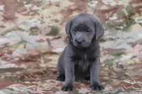 Purple, a female Labrador Retriever for sale in Congress, AZ – Photo 1 of 2