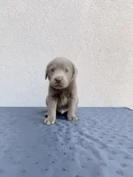 Red (silver), a male Labrador Retriever for sale in Congress, AZ – Photo 1 of 2