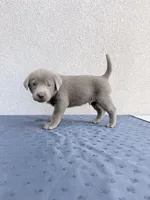 Red (silver), a male Labrador Retriever for sale in Congress, AZ – Photo 2 of 2