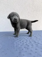 Black (charcoal), a male Labrador Retriever for sale in Congress, AZ – Photo 2 of 2