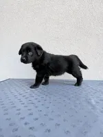 Orange, a male Labrador Retriever for sale in Congress, AZ – Photo 2 of 2