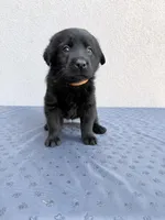 Orange, a male Labrador Retriever for sale in Congress, AZ – Photo 1 of 2