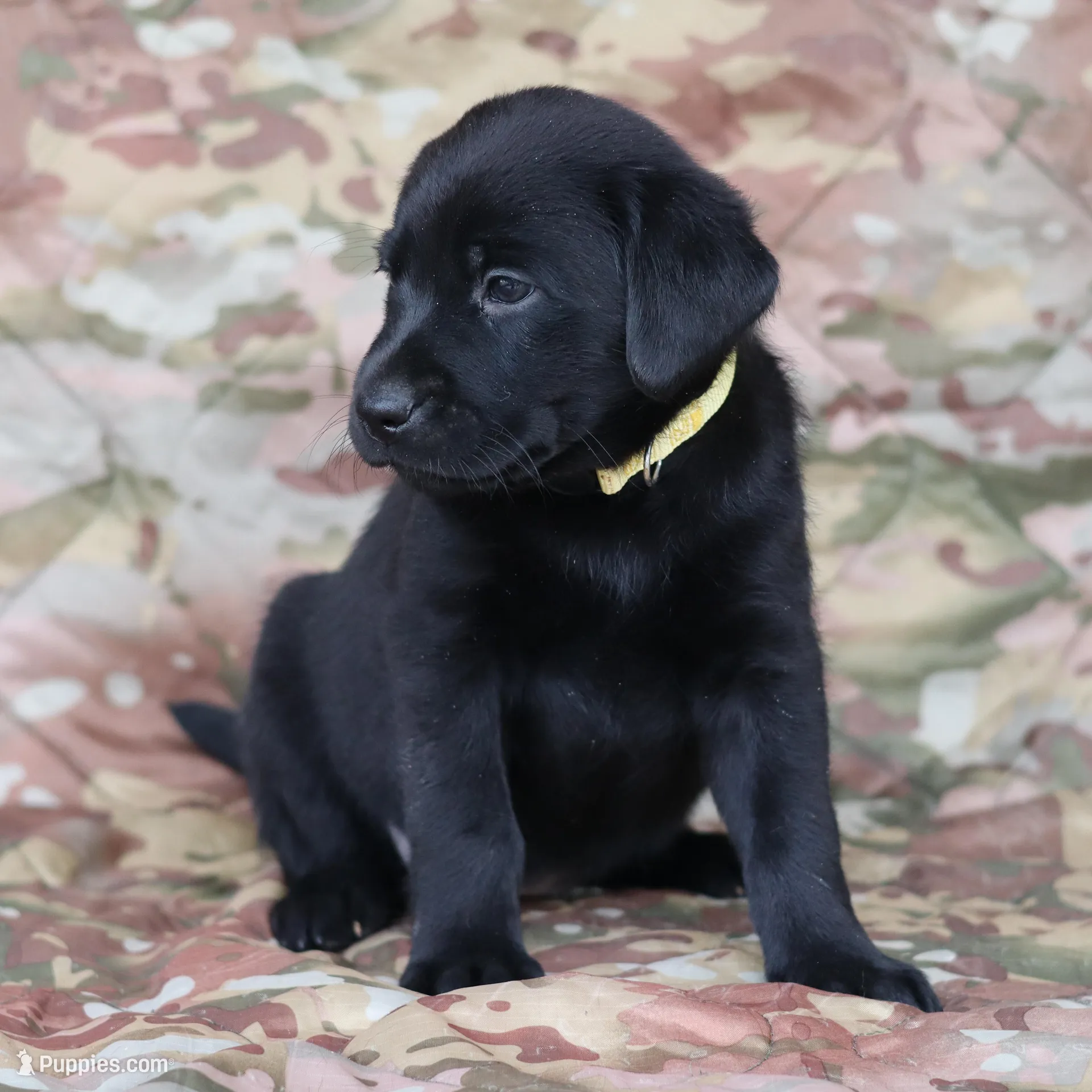 Fuschia – Labrador Retriever puppy on hold in Congress, AZ