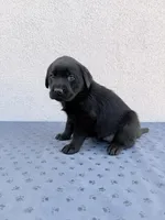 Fuschia, a female Labrador Retriever for sale in Congress, AZ – Photo 2 of 2