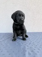 Teal, a female Labrador Retriever for sale in Congress, AZ – Photo 1 of 2
