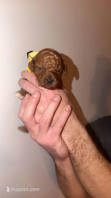 Everest , a female Miniature Goldendoodle for sale in Nashville, TN – Photo 1 of 2