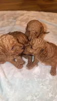 Liberty, a female Miniature Goldendoodle for sale in Nashville, TN – Photo 2 of 3
