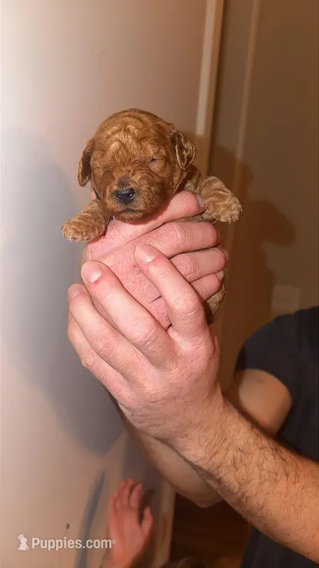 Coral, a female Miniature Goldendoodle for sale in Nashville, TN – Photo 1 of 2