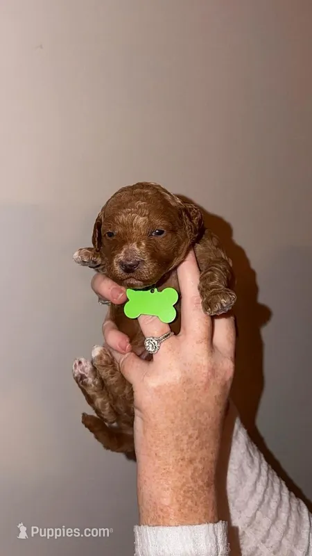 Roxi, a female Miniature Goldendoodle for sale in Nashville, TN – Photo 1 of 1