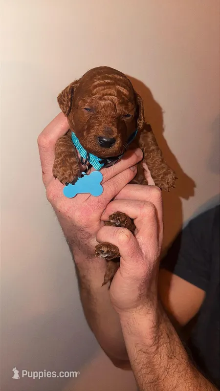 Chase, a male Miniature Goldendoodle for sale in Nashville, TN – Photo 1 of 2