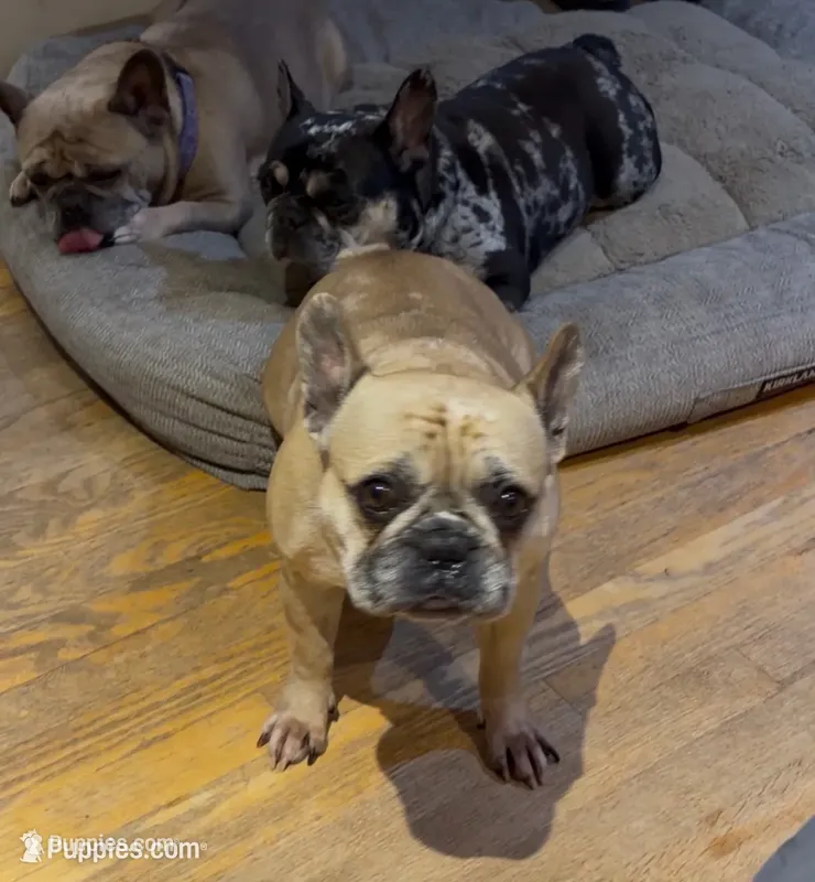 Puppies – French Bulldog puppy for sale in Lincoln, NE