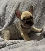 Mav, a male French Bulldog for sale in Lincoln, NE – Photo 1 of 4