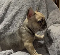 Mav, a male French Bulldog for sale in Lincoln, NE – Photo 3 of 4