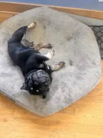 Bunny, a female French Bulldog for sale in Lincoln, NE – 3 of 3