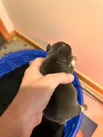 Billy, a male French Bulldog for sale in Lincoln, NE – Photo 2 of 3