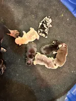 Billy, a male French Bulldog for sale in Lincoln, NE – Photo 3 of 3