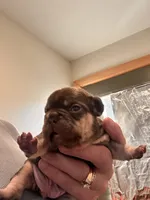 Billy, a male French Bulldog for sale in Lincoln, NE – Photo 1 of 3