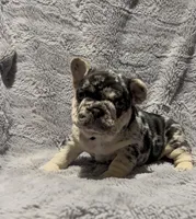 Jewel, a female French Bulldog for sale in Lincoln, NE – Photo 2 of 5