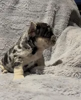 Jewel, a female French Bulldog for sale in Lincoln, NE – Photo 1 of 5