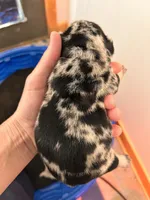 Jewel, a female French Bulldog for sale in Lincoln, NE – Photo 4 of 5