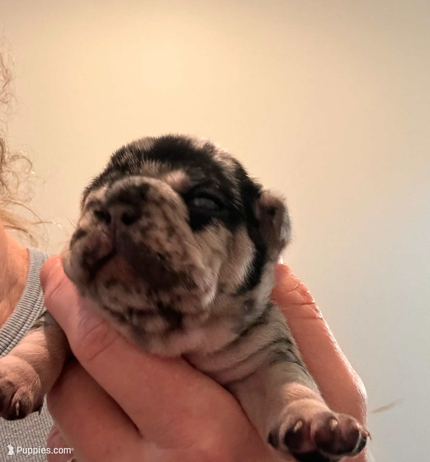 Jewel, a female French Bulldog for sale in Lincoln, NE – Photo 3 of 5