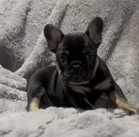 Finn, a male French Bulldog for sale in Lincoln, NE – Photo 5 of 5