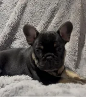 Finn, a male French Bulldog for sale in Lincoln, NE – Photo 2 of 5