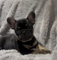 Finn, a male French Bulldog for sale in Lincoln, NE – Photo 4 of 5