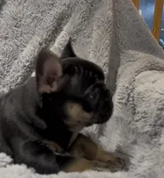 Finn, a male French Bulldog for sale in Lincoln, NE – Photo 3 of 5