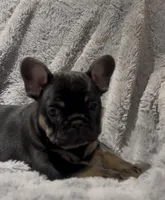 Finn, a male French Bulldog for sale in Lincoln, NE – Photo 1 of 5
