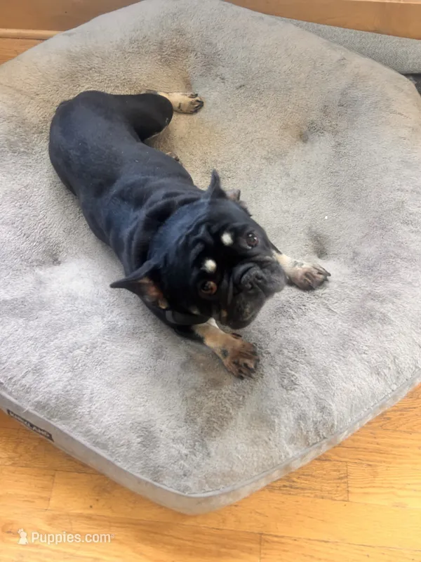 Bunny – French Bulldog puppy for sale in Lincoln, NE