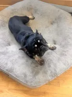 Bunny, a female French Bulldog for sale in Lincoln, NE – 1 of 3