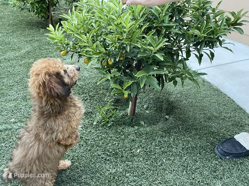 Coco – Poodle - Toy  puppy for sale in Sacramento, CA