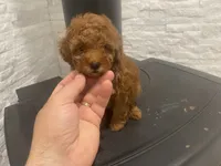Lily, a female Poodle - Toy  for sale in Sacramento, CA – 2 of 4