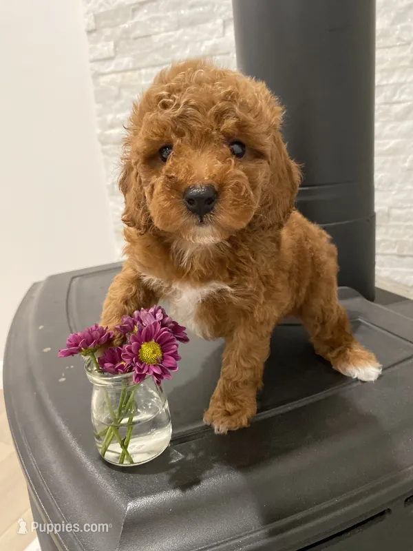 Lucy – Poodle - Toy  puppy for sale in Sacramento, CA