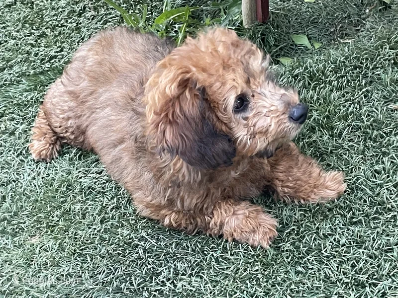 Cocoa – Poodle - Toy  puppy for sale in Sacramento, CA