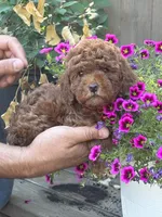 Mia , a female Poodle - Toy  for sale in Sacramento, CA – 4 of 4